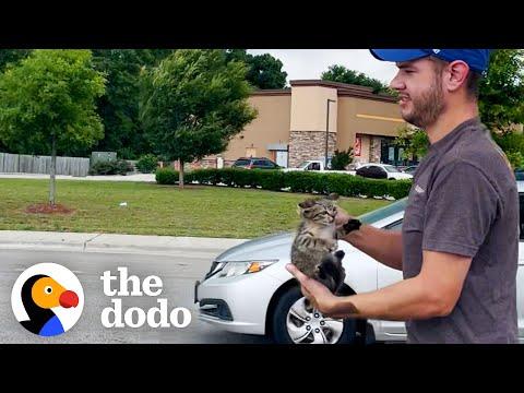 Dad Who Doesn't Like Cats Saves A Kitten At A Traffic Stop #Video