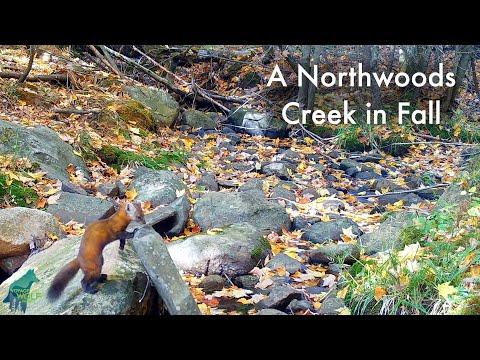 A Northwoods Creek in Fall #Video