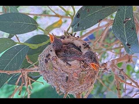 Mother Humming bird tries to protect her chicks from the heat - Chicks are very hot! #Video