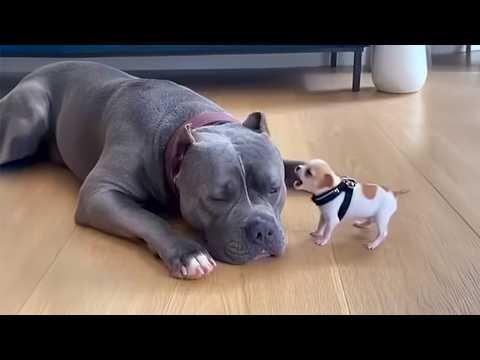 When Puppies Boss Around Big Dogs #Video