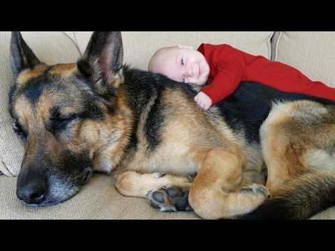 When Big Dogs Turn Into Giant Mush Around Their Baby Sisters #Video