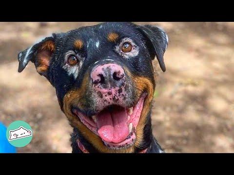 Vitiligo Rottie Lost Leg But Loves Catching Snowflakes as Any Other Dog  #Video