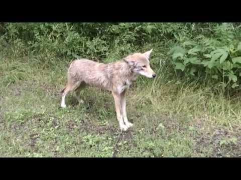 Close Encounter With Coyote And Bobcat