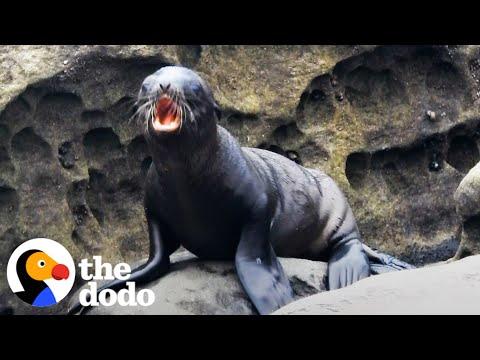 Sea Lion Pup Gets Saved By His Mom #Video