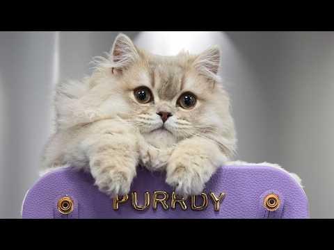 I could be biased...but this is the most beautiful kitten in the WORLD | British Longhair #Video