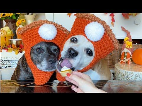 Pittie Sisters Bond Over Making Pumpkin Pie #Video