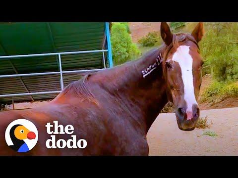 Rescued Wild Horse Loves To Play With A Little Donkey #Video