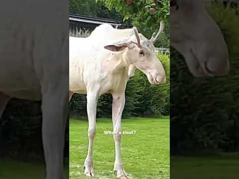 BEAUTIFUL Albino Moose VS. Lawn Mower! #Video