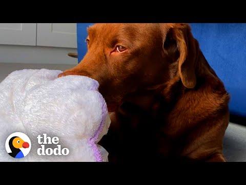 This Dog's Paradise Is a Sun Puddle in The Living Room #Video
