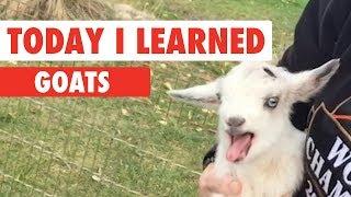 Today I Learned: Goats