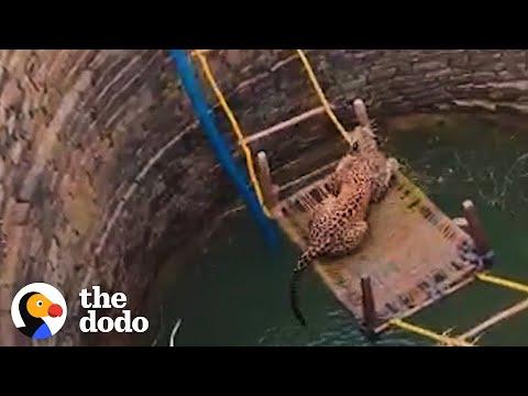 People Come Together To Save A Trapped Leopard #Video
