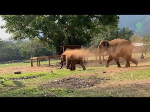 Baby Elephant Calls For Her Herd! - ElephantNews #Video