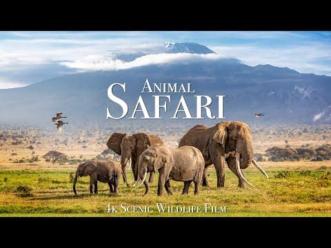 Animal Safari 4K - Scenic Wildlife Film With African Music #Video