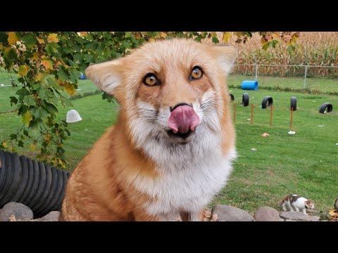Foxes sit for treats #Video