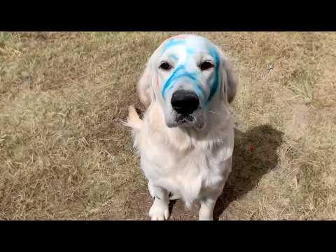 Good Boys Being Bad Dogs - Funny Dog Videos