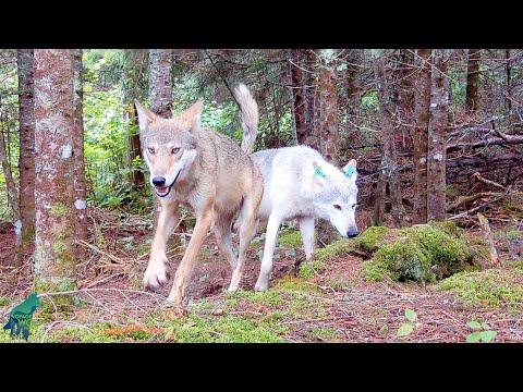 Wolves and other wildlife on the Mithrandir Trail #Video