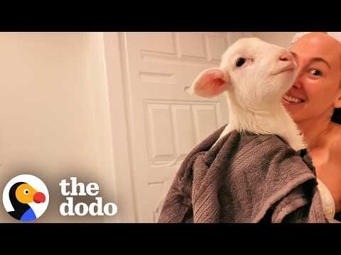 This Perfect Creature Is A Velcro Lamb #Video