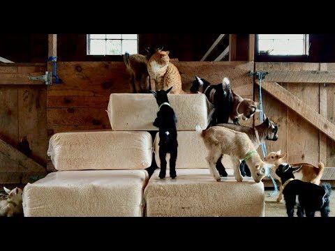 Reluctant Cat Babysitter & 23 Goat Kids
