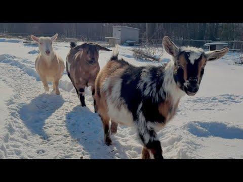 Tips for goat care when it’s super cold! #Video