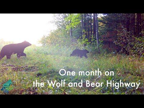 One month on the wolf and bear highway #Video
