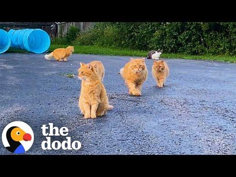 Couple Invites Over 15 Feral Cats To Move In With Them #Video