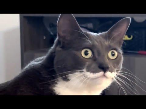 Cat hates when mom calls her baby #Video