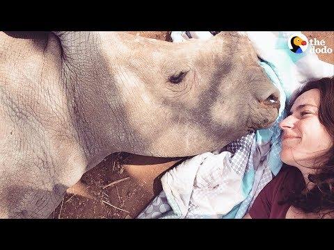 Baby Rhino Loses Her Mom And Finds The Sweetest New Friend | The Dodo