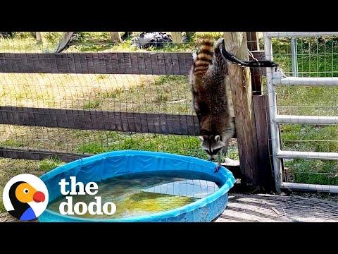 Raccoon Sneaks Into This Pig's Pool #Video