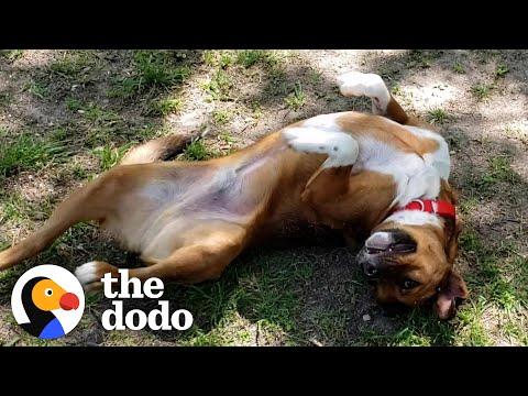 'Unadoptable' Dog Spent 800 Days in Shelters #Video