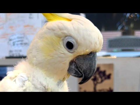 Cockatoo is heartbroken after family rejects him #Video