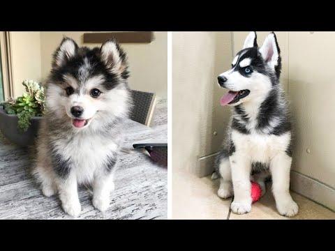 Funny And SOO Cute Husky Puppies Compilation #17 - Cutest Husky Puppy #Video