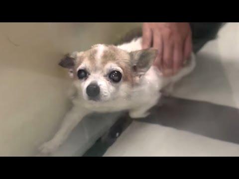 Neglected dog's heartbreaking reaction to touch #Video