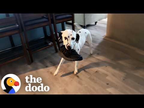 Guy Makes His Childhood Wish Come True And Brings Home A Dalmatian #Video