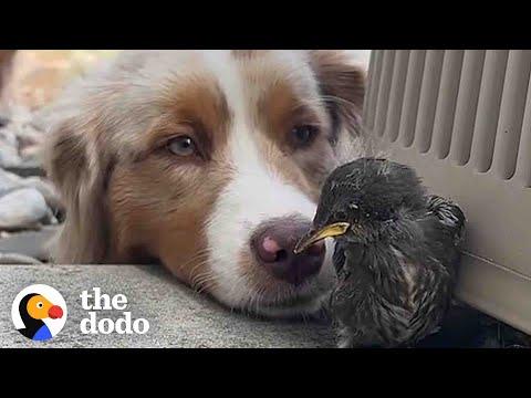 Wild Bird Visits The Woman That Rescued Her Every Single Morning! #Video