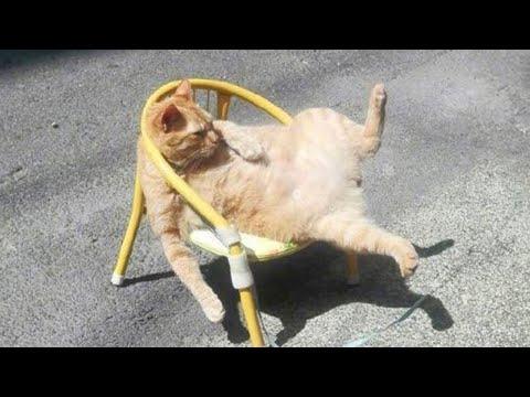 Funny Cat Videos of 2024 - You Laugh You Lose #Video