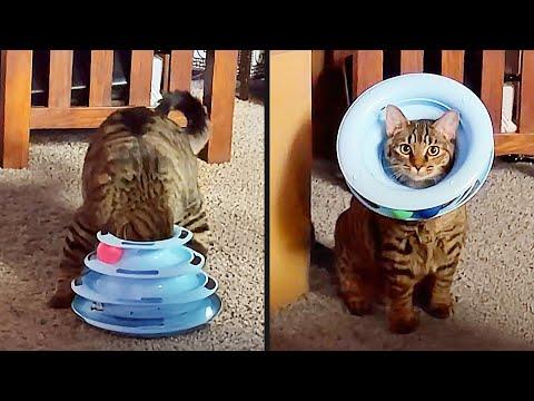 Still Figuring This Out | Your Daily Dose Of Pets #Video
