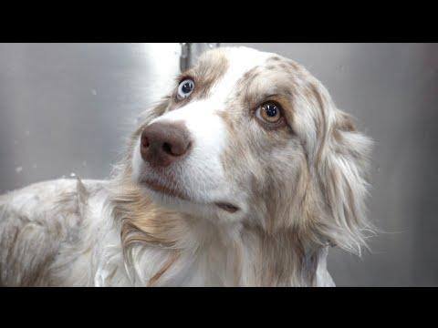 The incredible Australian Shepherd | One of my favourite clients #Video