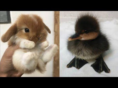 Cute baby animals Videos Compilation Cute moment of the animals - Cutest Animals #7
