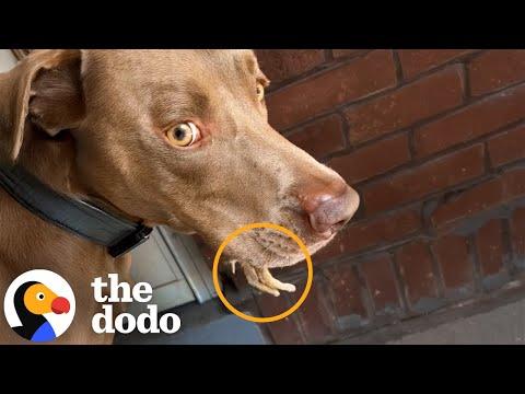 Woman Sees Tiny Legs Sticking Out Of Her Dog's Mouth