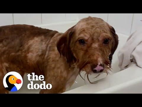 Matted Dog Is So Relieved To Get His First Bath Ever #Video