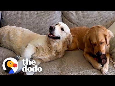 Golden Retrievers Can't Stop Hugging Each Other Every Single Time #Video