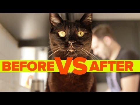 Before Vs. After Getting A Cat