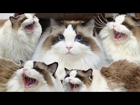 A Cat Is More Terrifying Than a 200lbs Caucasian Shepherd Dog #Video