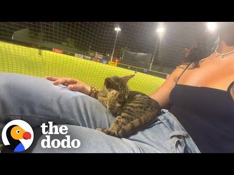 Stray Cat Jumped Into Woman's Lap During Third Inning #Video
