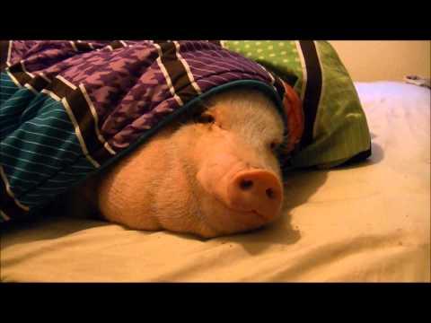 Sleeping Pig Wakes Up For A Cookie!