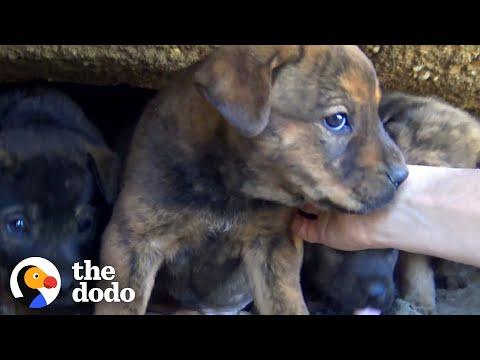 Tiny Puppies Were So Scared Until They Got Rescued #Video