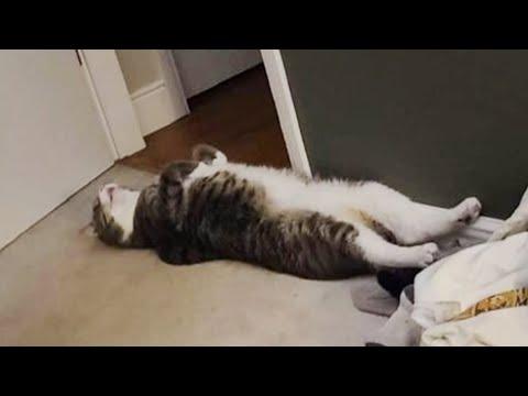 Nothing will make you laugh harder than funny Cats and Dogs! #Video