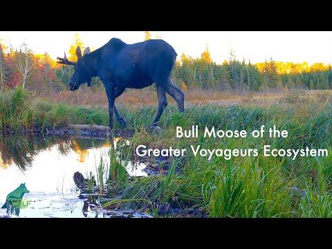 Bull moose of the Greater Voyageurs Ecosystem #Video