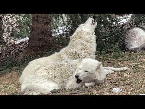 Energetic or Lazy? Which Wolf Are you? #Video