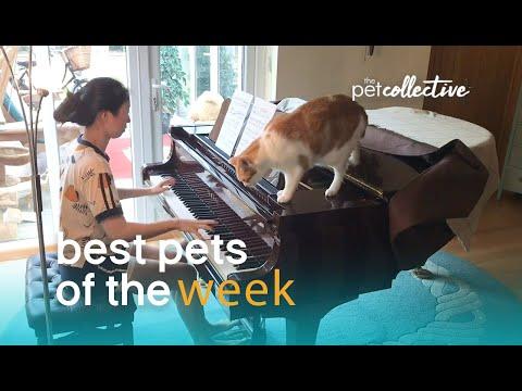This Cat Hates Piano Practice | Best Pets of the Week Video